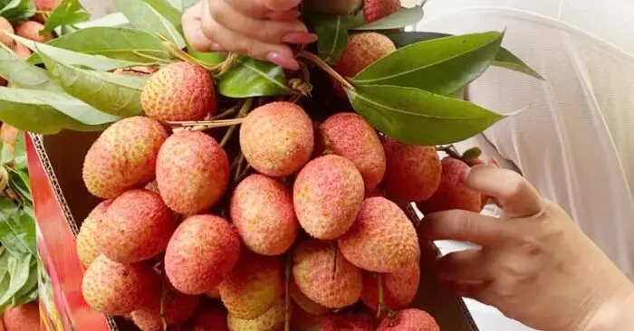 Giá vải thiều cao kỷ lục