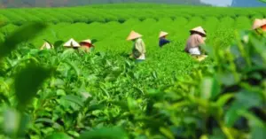 thu hồi đất Thái Nguyên
