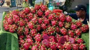 Giá thanh long tăng trở lại sau giai đoạn xuống đáy, giúp nhiều nông dân có lãi. Xem nguyên nhân và diễn biến thị trường.