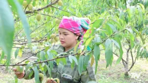 Đào tiên đèo Gió vào mùa thu hoạch, giúp người dân xã Nà Phặc nâng cao thu nhập và phát triển kinh tế nông nghiệp vùng cao.