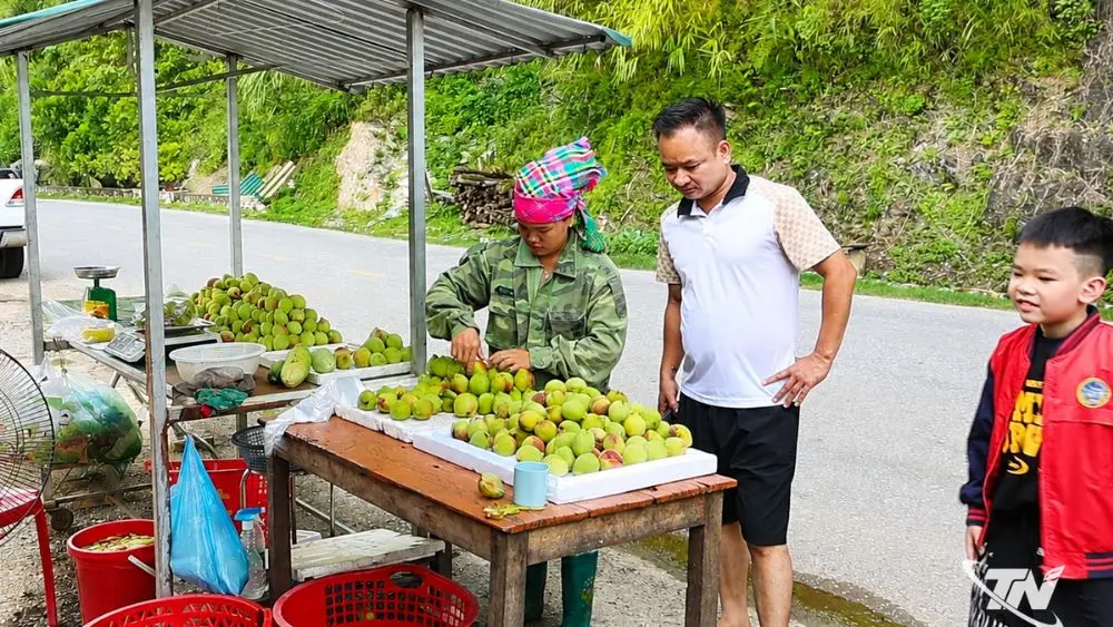Đào tiên đèo Gió vào mùa thu hoạch, giúp người dân xã Nà Phặc nâng cao thu nhập và phát triển kinh tế nông nghiệp vùng cao.