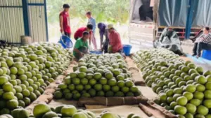 Thái Lan đẩy mạnh phát triển bưởi nhằm đáp ứng nhu cầu tăng cao từ thị trường Trung Quốc. Xem cơ hội và sức cạnh tranh với Việt Nam.