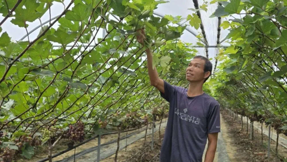 Bỏ Hàn Quốc về quê trồng nho quý tộc, anh Nguyễn Hữu Huân xây dựng trang trại hữu cơ, đạt doanh thu gần 4 tỷ đồng mỗi năm