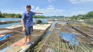 Cá lồng sông Son trở thành đặc sản vùng di sản, mang về gần 50 tỷ đồng mỗi năm và tạo sinh kế bền vững cho người dân Phong Nha.