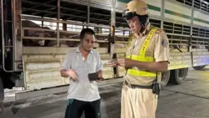 CSGT TP.HCM phát hiện 201 con heo dương tính chất cấm trên đường vào lò mổ. Xem diễn biến vụ việc và thông tin mới nhất.