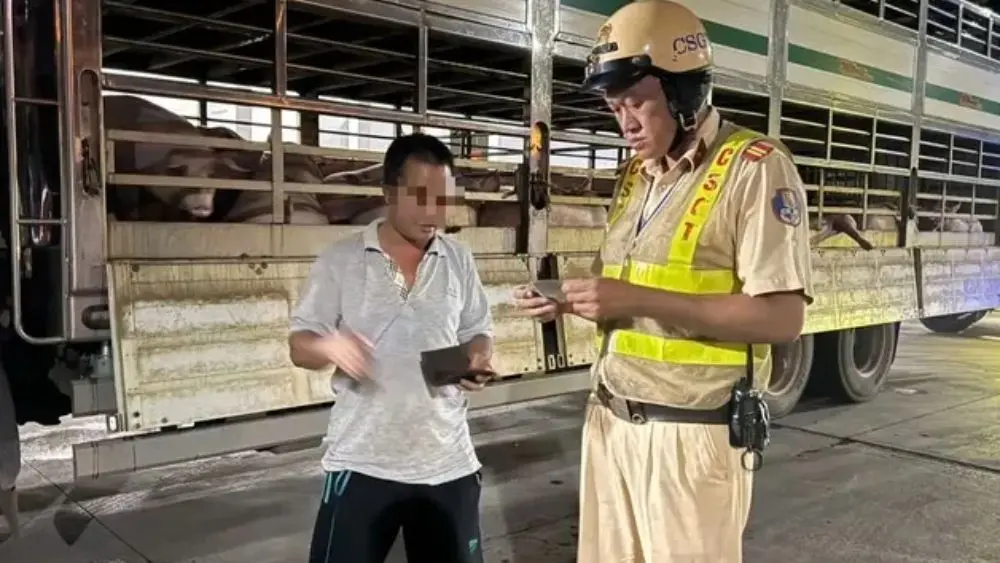 CSGT TP.HCM phát hiện 201 con heo dương tính chất cấm trên đường vào lò mổ. Xem diễn biến vụ việc và thông tin mới nhất.