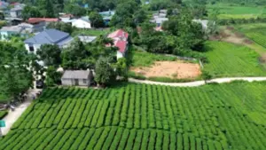 Giữ vững danh trà Trại Cài với những giải pháp nâng cao chất lượng, phát triển vùng nguyên liệu và khẳng định thương hiệu chè Thái Nguyên.