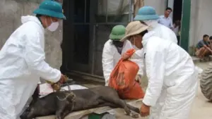 Nghệ An chi gần 94 tỷ đồng hỗ trợ người chăn nuôi bị thiệt hại do dịch tả lợn châu Phi và cúm gia cầm, góp phần giảm khó khăn.