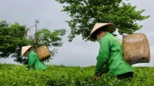 Văn hóa chè Tân Cương mở hướng phát triển du lịch trải nghiệm tại Thái Nguyên, góp phần quảng bá thương hiệu chè đặc sản địa phương.
