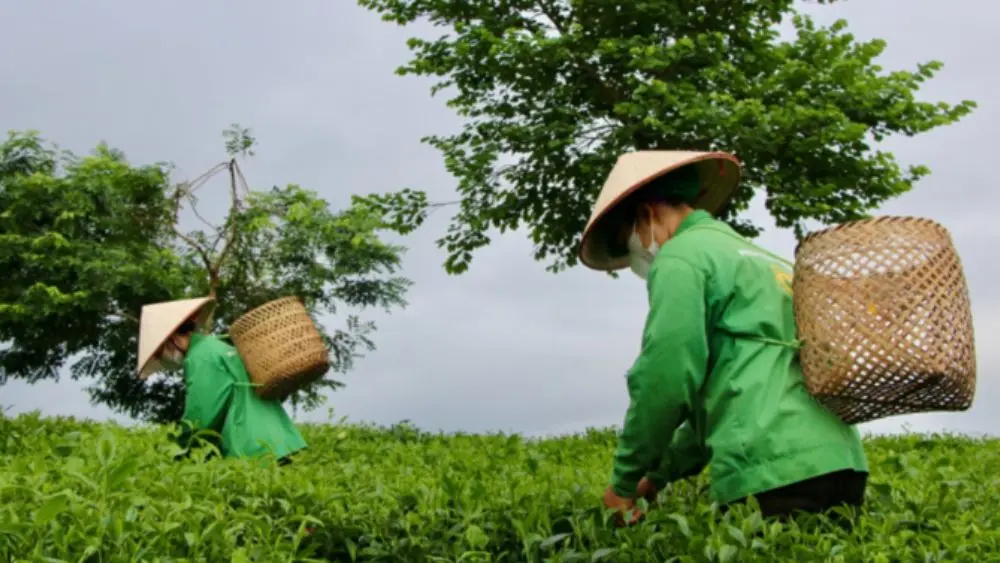 Văn hóa chè Tân Cương mở hướng phát triển du lịch trải nghiệm tại Thái Nguyên, góp phần quảng bá thương hiệu chè đặc sản địa phương.