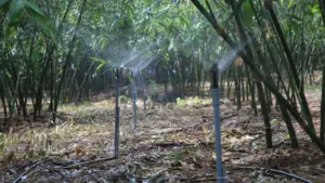 Trồng tre bằng trực thăng có chi phí gần nửa tỷ đồng mỗi ha, mở ra hướng phục hồi rừng ở địa hình hiểm trở.