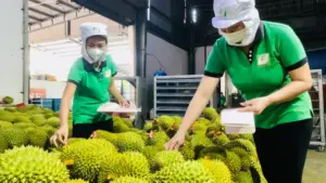 Ấn Độ chính thức mở cửa cho sầu riêng Việt Nam, mở ra cơ hội mở rộng thị trường xuất khẩu và nâng cao giá trị nông sản.