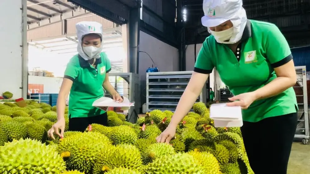 Ấn Độ chính thức mở cửa cho sầu riêng Việt Nam, mở ra cơ hội mở rộng thị trường xuất khẩu và nâng cao giá trị nông sản.