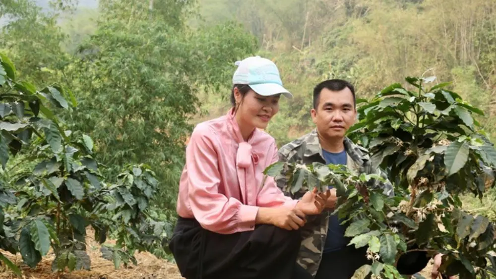 Khám phá mô hình trồng cà phê thử nghiệm tại xã Thiên Phủ, mở hướng chuyển đổi cây trồng và phát triển sinh kế cho người dân miền núi.