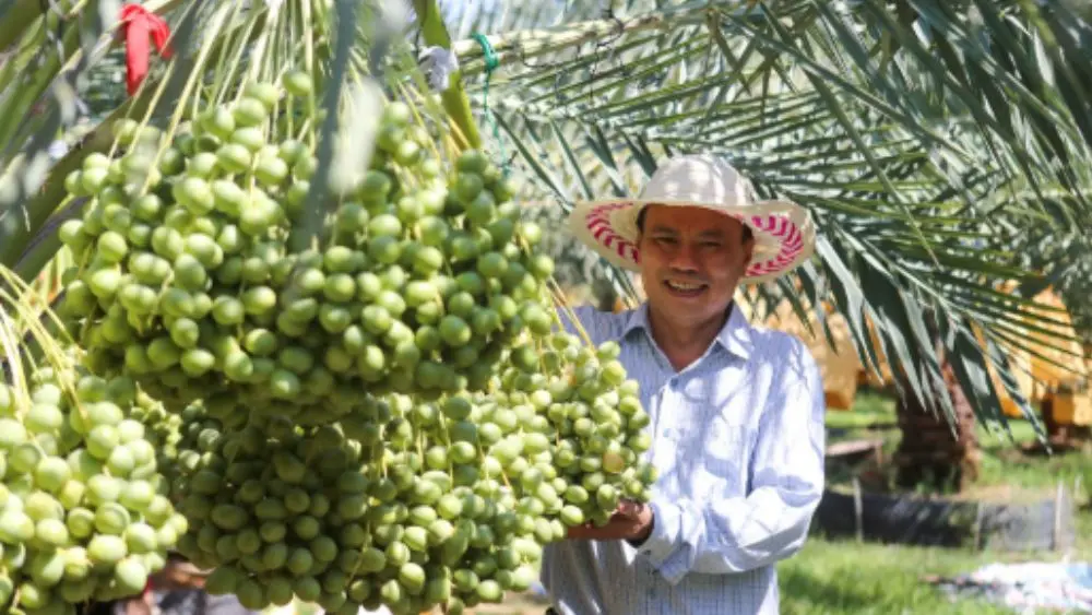 Vườn chà là ngoại ở Khánh Hòa cho quả trĩu cành, giá bán hơn nửa triệu đồng/kg, thu hút người tiêu dùng và du khách.