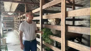Khám phá mô hình nuôi hươu của ông Hồ Ngọc Hoàng ở Nghệ An, mang lại lợi nhuận khoảng 300 triệu đồng mỗi năm sau hơn 30 năm gắn bó.