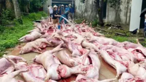 Sét đánh làm mất điện tại trang trại ở Bắc Ninh khiến hơn 550 con lợn chết ngạt, thiệt hại ước tính 5,5 tỷ đồng