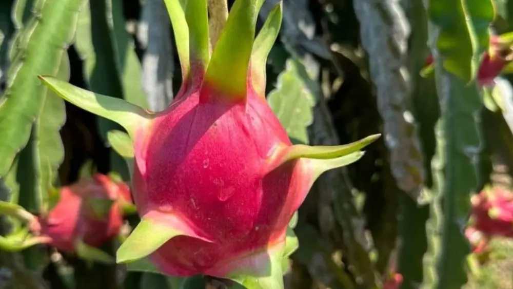Khám phá lợi ích của thanh long đối với tiêu hóa, cấp nước, chống oxy hóa và trao đổi chất theo chia sẻ từ chuyên gia dinh dưỡng.