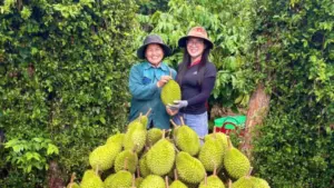 Giá sầu riêng Musang King giảm xuống mức thấp kỷ lục, nhiều nhà vườn đối mặt áp lực lợi nhuận và chi phí sản xuất