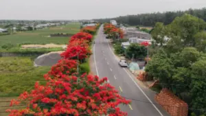 Con đường phượng vĩ Vĩnh Long dài hơn 3 km đỏ rực đầu tháng 7, thu hút đông người đến tham quan, chụp ảnh và lưu giữ khoảnh khắc mùa hè.
