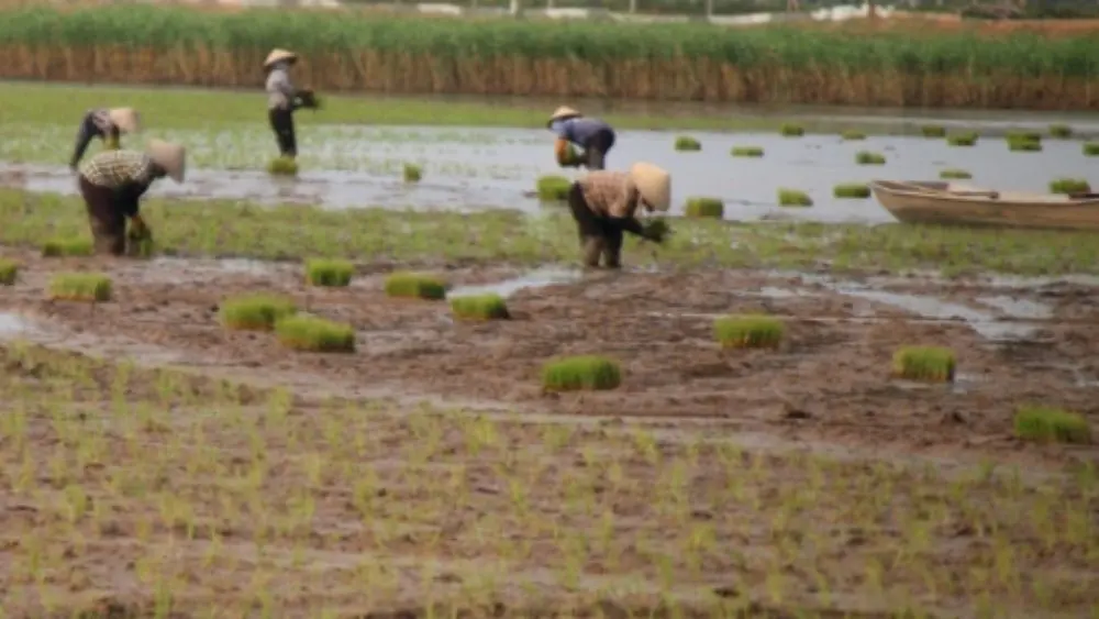 Gạo hữu cơ ruộng rươi Hải Phòng đạt chứng nhận hữu cơ quốc tế sau gần 10 năm, mở ra cơ hội vươn ra thị trường thế giới.
