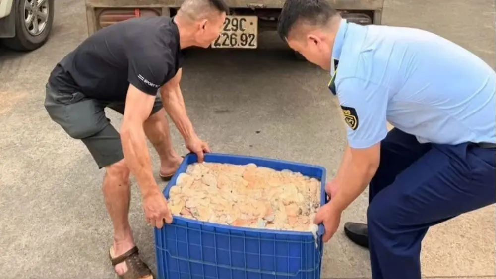 Phát hiện 480kg lòng lợn bốc mùi hôi thối trên xe tải đang vận chuyển đi tiêu thụ, lực lượng chức năng lập biên bản và xử lý theo quy định.