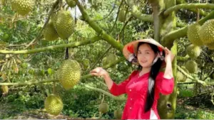 Vườn sầu riêng ở An Giang hút khách tham quan, giúp chủ vườn bán trái với giá cao hơn thị trường. Xem mô hình độc đáo này.