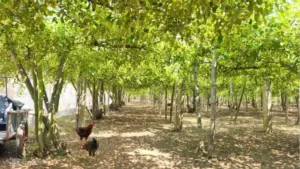 Mô hình táo muối Bàng La trồng trên giàn giúp ông Bùi Duy Dũng tăng năng suất, chống bão và thu lãi 500-700 triệu đồng mỗi năm.