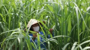Nông dân Nghệ An liên kết doanh nghiệp, nâng chất lượng mía để xuất khẩu sang Hàn Quốc, mở thêm đầu ra và tăng hiệu quả kinh tế.