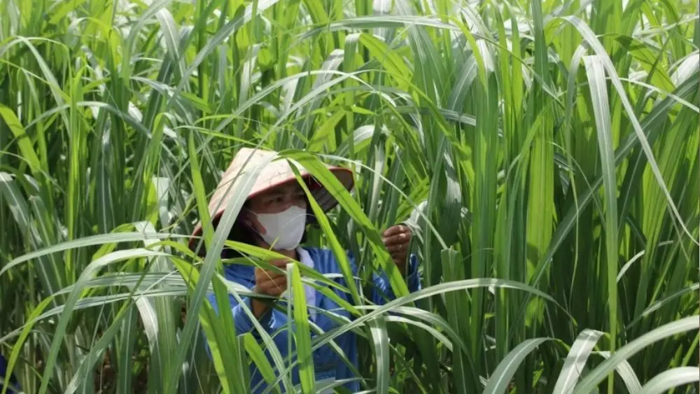 Nông dân Nghệ An liên kết doanh nghiệp, nâng chất lượng mía để xuất khẩu sang Hàn Quốc, mở thêm đầu ra và tăng hiệu quả kinh tế.
