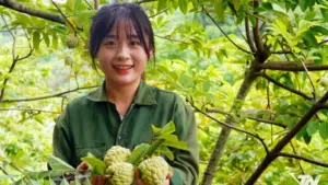 Na trở thành cây trồng mang lại giá trị kinh tế cho người dân vùng đồi.