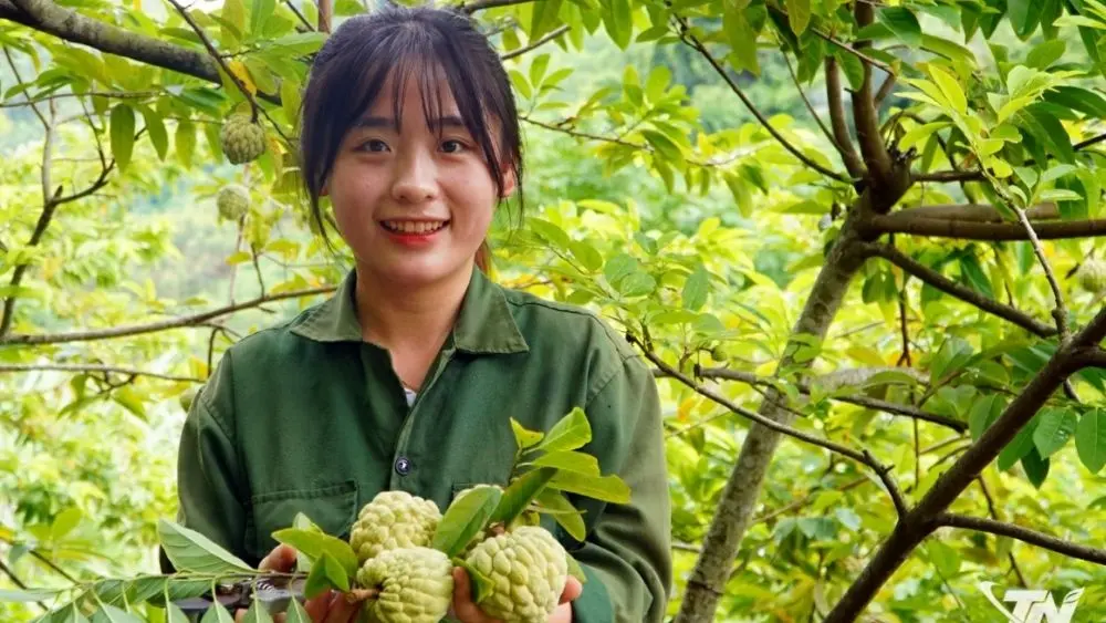 Na trở thành cây trồng mang lại giá trị kinh tế cho người dân vùng đồi.