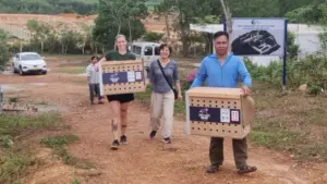 Gà lôi lam mào trắng trở về Quảng Trị sau nhiều năm bảo tồn, mở ra hy vọng phục hồi loài chim đặc hữu cực kỳ nguy cấp của Việt Nam.