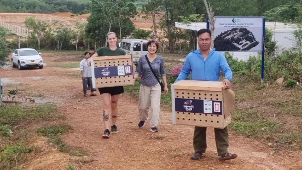 Gà lôi lam mào trắng trở về Quảng Trị sau nhiều năm bảo tồn, mở ra hy vọng phục hồi loài chim đặc hữu cực kỳ nguy cấp của Việt Nam.