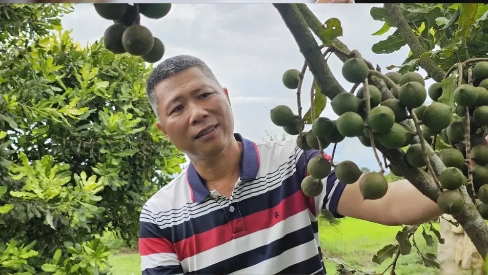 Cây mắc ca Nghệ An đang dần khẳng định giá trị, mở hướng phát triển kinh tế cho người dân trên những vùng đất khó.