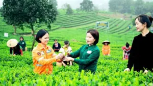 Thái Nguyên số hóa 149 vùng chè bằng GPS, nâng cao quản lý vùng nguyên liệu và hỗ trợ phát triển thương hiệu chè.