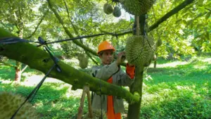 Sầu riêng giúp nhiều hộ dân Raglai ở Khánh Sơn, Khánh Hòa cải thiện cuộc sống, có gia đình thu hàng trăm triệu đến tiền tỷ mỗi năm.