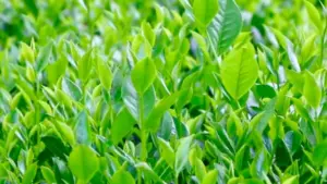 Du lịch Thái Nguyên được tiếp sức từ giá trị văn hóa bản địa và chính sách hỗ trợ, mở thêm cơ hội phát triển sản phẩm, nâng cao sinh kế.