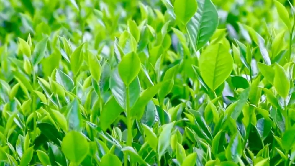 Du lịch Thái Nguyên được tiếp sức từ giá trị văn hóa bản địa và chính sách hỗ trợ, mở thêm cơ hội phát triển sản phẩm, nâng cao sinh kế.