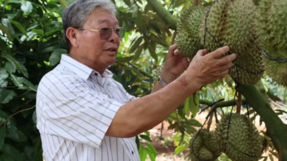 Đắk Lắk siết quản lý ngành hàng sầu riêng, nâng cao chất lượng sản xuất và tháo gỡ vướng mắc cho hoạt động xuất khẩu.