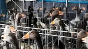 Gan ngỗng Trung Quốc tăng mạnh sản lượng, tiến sát Pháp nhờ quy mô chăn nuôi, công nghệ và giá bán cạnh tranh trên thị trường.