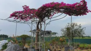 Hải Phòng đẩy mạnh giảm nghèo thông tin, giúp nông dân tiếp cận thị trường, chuyển đổi số và mở rộng đầu ra cho nông sản sạch.