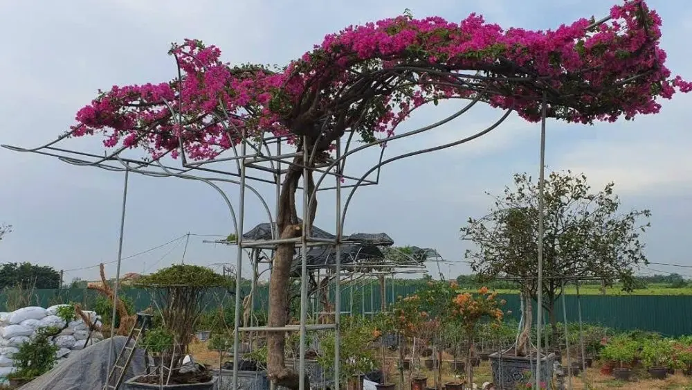 Hải Phòng đẩy mạnh giảm nghèo thông tin, giúp nông dân tiếp cận thị trường, chuyển đổi số và mở rộng đầu ra cho nông sản sạch.