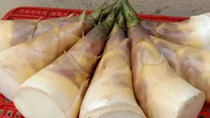 Măng Lục Trúc đang mở ra hướng chuyển đổi sản xuất hiệu quả, góp phần thúc đẩy kinh tế và nâng cao thu nhập cho người dân Thái Nguyên.