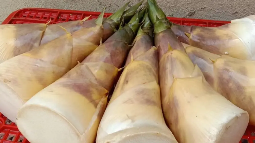 Măng Lục Trúc đang mở ra hướng chuyển đổi sản xuất hiệu quả, góp phần thúc đẩy kinh tế và nâng cao thu nhập cho người dân Thái Nguyên.