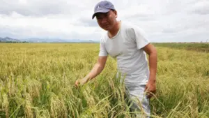 Người đàn ông gom 22 ha đất của 131 hộ dân để trồng lúa, áp dụng cơ giới hóa và thu doanh thu hơn 1,6 tỷ đồng mỗi năm