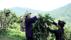 Chè Shan tuyết cổ thụ Đồng Phúc đang được đánh thức giá trị, hướng tới xây dựng vùng nguyên liệu, phát triển sản phẩm và du lịch gắn với cây chè di sản.