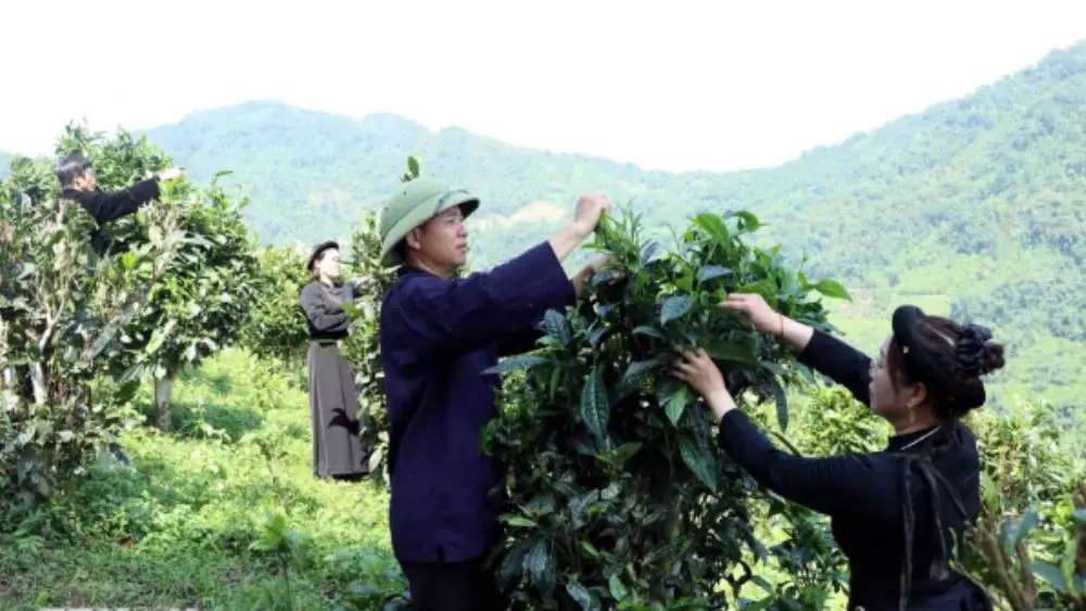 Chè Shan tuyết cổ thụ Đồng Phúc đang được đánh thức giá trị, hướng tới xây dựng vùng nguyên liệu, phát triển sản phẩm và du lịch gắn với cây chè di sản.