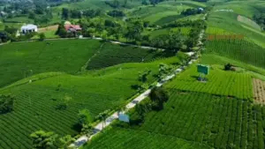 Đồi chè Cầu Đá dưới chân Tam Đảo mở ra không gian trà xanh rộng lớn, thu hút du khách khám phá và trải nghiệm văn hóa trà Thái Nguyên.