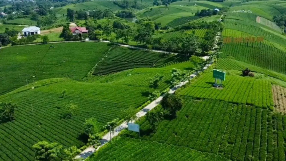 Đồi chè Cầu Đá dưới chân Tam Đảo mở ra không gian trà xanh rộng lớn, thu hút du khách khám phá và trải nghiệm văn hóa trà Thái Nguyên.
